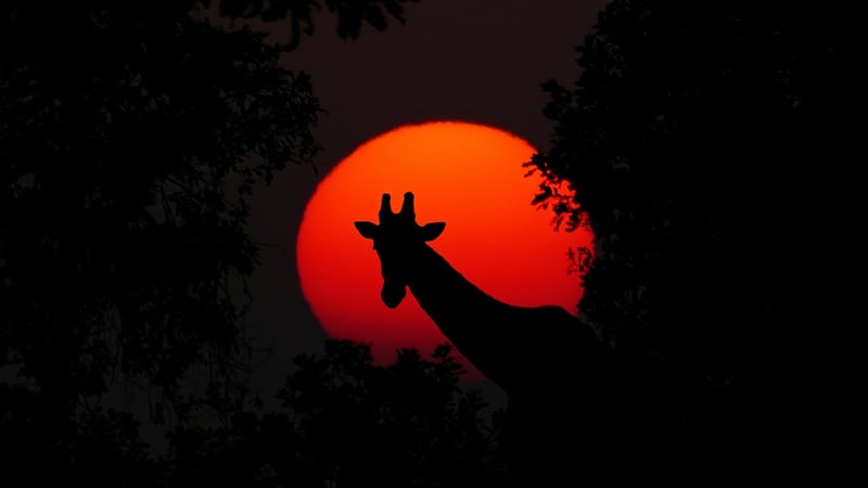 Safari Adventure
